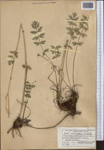 Жабрица заостренная (Schrenk) Pimenov & Sdobnina, Средняя Азия и Казахстан, Джунгарский Алатау и Тарбагатай (M5) (Казахстан)