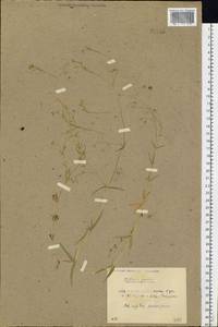 Звездчатка злаковая, Звездчатка злаковидная L., Восточная Европа, Белоруссия (E3a) (Белоруссия)