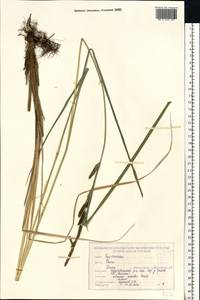 Осока, Восточная Европа, Белоруссия (E3a) (Белоруссия)