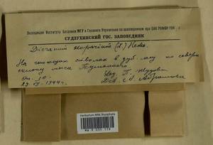 Dicranum scoparium Hedw., Гербарий мохообразных, Мхи - Дальний Восток (без Чукотки и Камчатки) (B20) (Россия)