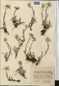 Leontopodium leontopodinum (DC.) Hand.-Mazz., Средняя Азия и Казахстан, Западный Тянь-Шань и Каратау (M3) (Узбекистан)