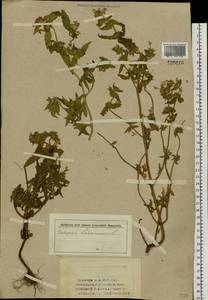 Пикульник ладанниковый L., Сибирь и Дальний Восток (без точных местонахождений) (S0) (Россия)