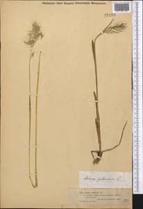 Avenula pubescens (Huds.) Dumort., Средняя Азия и Казахстан, Джунгарский Алатау и Тарбагатай (M5) (Казахстан)