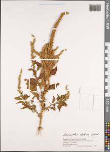 Amaranthus dubius Mart., Африка (AFR) (Кабо-Верде)