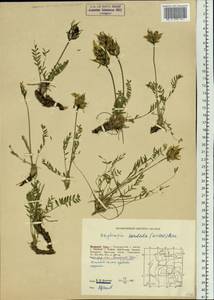 Остролодочник грязноватый (Willd.) Pers., Восточная Европа, Северный район (E1) (Россия)