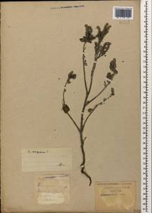 Гелиотроп европейский L., Кавказ, Краснодарский край и Адыгея (K1a) (Россия)