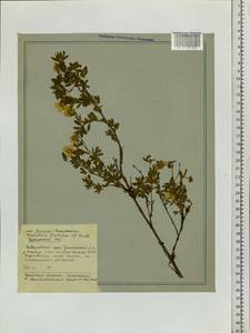 Курильский чай кустарниковый (L.) Rydb., Сибирь, Дальний Восток (S6) (Россия)