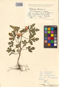 Trionum annuum Medik., Сибирь, Дальний Восток (S6) (Россия)