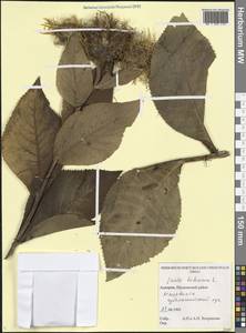 Девясил высокий L., Кавказ, Грузия (K4) (Грузия)