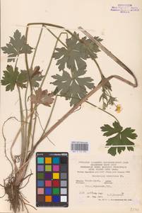 Ranunculus polyanthemos subsp. nemorosus (DC.) Schübl. & G.Martens, Восточная Европа, Западно-Украинский район (E13) (Украина)