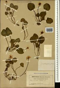 Чистяк калужницелистный Rchb., Кавказ (без точных местонахождений) (K0)