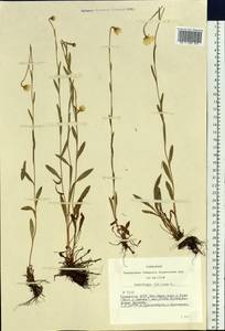 Камнеломка болотная L., Сибирь, Алтай и Саяны (S2) (Россия)