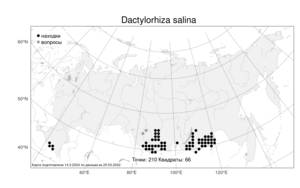 Dactylorhiza salina, Пальчатокоренник солончаковый (Turcz. ex Lindl.) Soó, Атлас флоры России (FLORUS) (Россия)