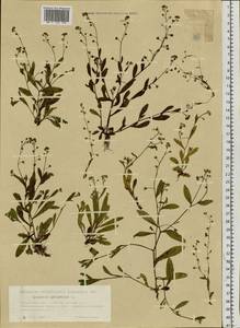 Незабудка скорпионовидная L., Сибирь, Западная Сибирь (S1) (Россия)