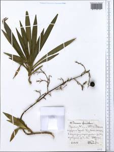 Dracaena afromontana Mildbr., Африка (AFR) (Эфиопия)