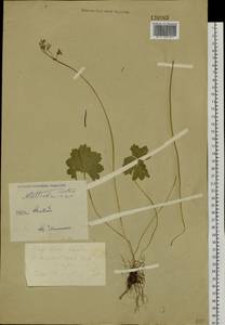 Primula matthioli subsp. matthioli, Сибирь, Западный (Казахстанский) Алтай (S2a) (Казахстан)