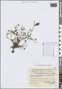 Астрагал Тугаринова Basil., Сибирь, Якутия (S5) (Россия)