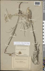 Наголоватка тонколопастная Bunge, Восточная Европа, Нижневолжский район (E9) (Россия)