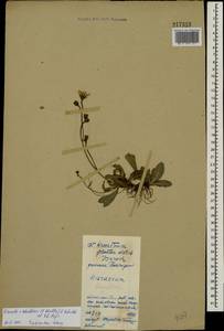 Pilosella schultesii subsp. schultesii, Восточная Европа, Западный район (E3) (Россия)