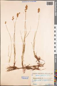 Осока ранняя Schreb., Восточная Европа, Северо-Украинский район (E11) (Украина)