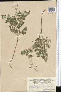 Василисник вонючий L., Средняя Азия и Казахстан, Джунгарский Алатау и Тарбагатай (M5) (Казахстан)