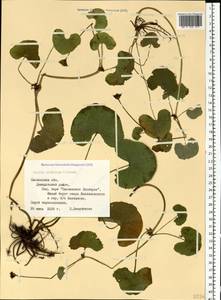 Калужница укореняющаяся (T.F.Forst.) Beck, Восточная Европа, Западный район (E3) (Россия)