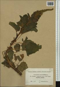 Блитум доброго Генриха (L.) Rchb., Западная Европа (EUR) (Болгария)