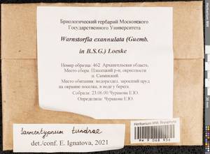 Sarmentypnum tundrae (Arnell) Hedenäs, Гербарий мохообразных, Мхи - Архангельская и Вологодская области, Коми, Ненецкий АО (B7) (Россия)