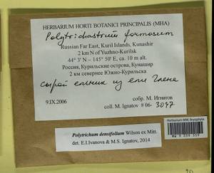 Polytrichum densifolium Wilson ex Mitt., Гербарий мохообразных, Мхи - Дальний Восток (без Чукотки и Камчатки) (B20) (Россия)
