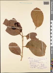 Magnoliopsida, Австралия и Океания (AUSTR) (Самоа)