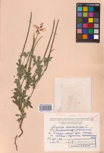 Мачок рогатый (L.) Rudolph, Восточная Европа, Средневолжский район (E8) (Россия)