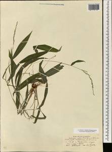 Setaria plicata (Lam.) T.Cooke, Зарубежная Азия (ASIA) (КНР)