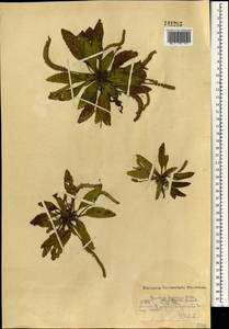 Подорожник прижатый, Подорожник приземистый Willd., Монголия (MONG) (Монголия)