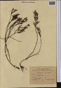 Подбел обыкновенный L., Сибирь, Дальний Восток (S6) (Россия)