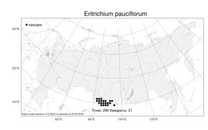 Eritrichium pauciflorum, Незабудочник малоцветковый (Ledeb.) DC., Атлас флоры России (FLORUS) (Россия)