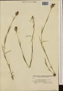 Dianthus trifasciculatus subsp. trifasciculatus, Западная Европа (EUR) (Болгария)