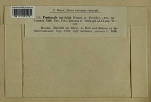 Fontinalis antipyretica Hedw., Гербарий мохообразных, Мхи - Западная Европа (BEu) (Германия)