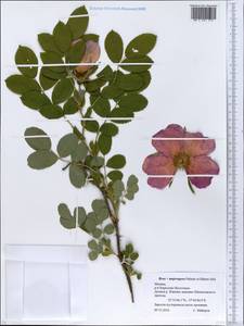 Rosa ×majorugosa Palmén & Hämet-Ahti, Восточная Европа, Московская область и Москва (E4a) (Россия)