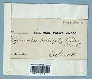 Lophocolea heterophylla (Schrad.) Dumort., Гербарий мохообразных, Мхи (без точных пунктов) (B0)