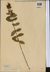 Зверобой волосистый, Зверобой жестковолосый L., Средняя Азия и Казахстан, Джунгарский Алатау и Тарбагатай (M5) (Казахстан)