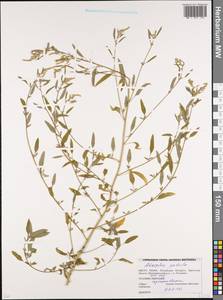 Лебеда раскидистая L., Восточная Европа, Белоруссия (E3a) (Белоруссия)