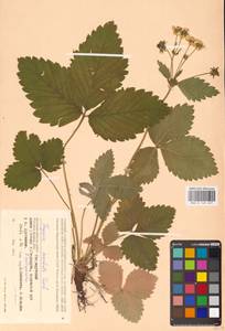 Земляника мускусная Duchesne, Восточная Европа, Западный район (E3) (Россия)