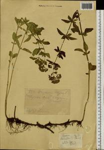 Душица обыкновенная L., Сибирь, Западный (Казахстанский) Алтай (S2a) (Казахстан)