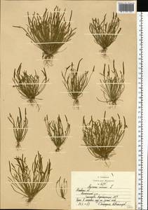 Мышехвостник маленький L., Восточная Европа, Московская область и Москва (E4a) (Россия)
