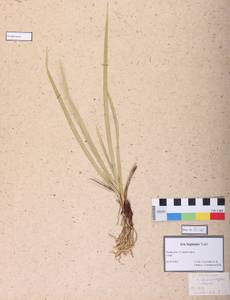 Iris lactea f. biglumis (Vahl) Kitag., Сибирь, Алтай и Саяны (S2) (Россия)