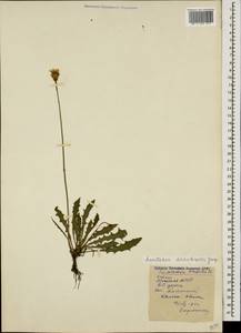 Leontodon hispidus subsp. danubialis (Jacq.) Simonk., Кавказ, Абхазия (K4a) (Абхазия)