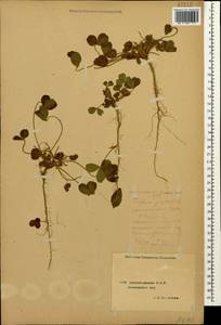 Клевер луговой L., Кавказ, Азербайджан (K6) (Азербайджан)