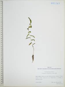 Рдест Ричардсона (A.Benn.) Rydb., Сибирь, Дальний Восток (S6) (Россия)