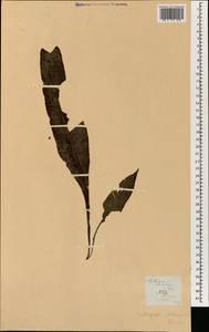 Leptochilus pedunculatus (Hook. & Grev.) Fraser-Jenk., Зарубежная Азия (ASIA) (Филиппины)