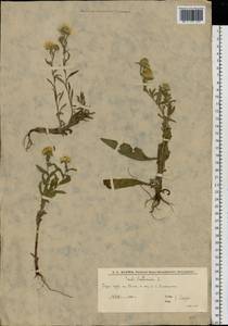 Pentanema britannicum (L.) D.Gut.Larr., Santos-Vicente, Anderb., E.Rico & M.M.Mart.Ort., Восточная Европа, Нижневолжский район (E9) (Россия)